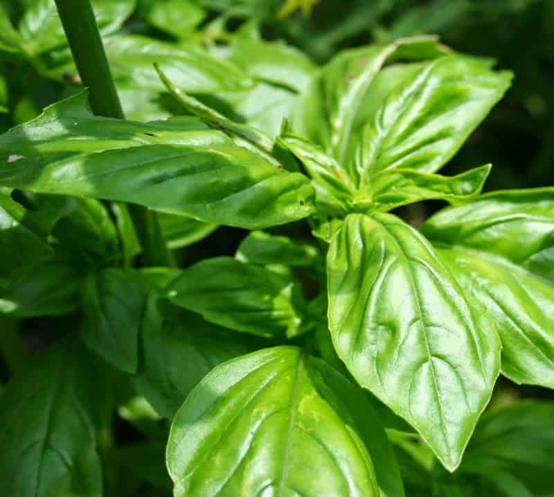 Rising Basil from Seed – Dwelling Backyard Pleasure