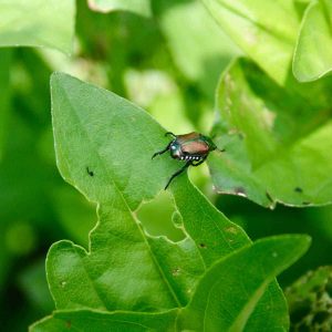 Basil Plant Profile: Rising Ideas, Culinary Makes use of, and Extra Basil Plant Profile: Rising Ideas, Culinary Makes use of, and Extra
