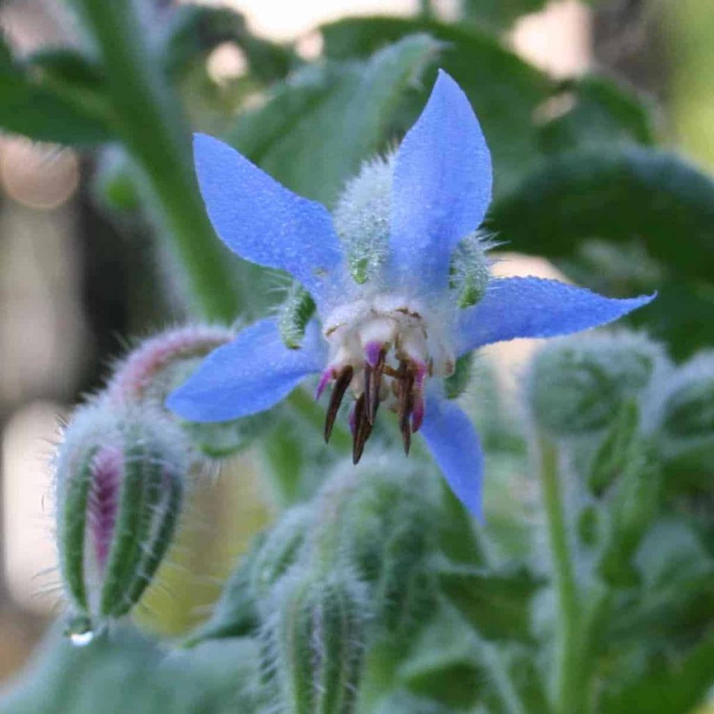 Plant Profile: Borage – Dwelling Backyard Pleasure