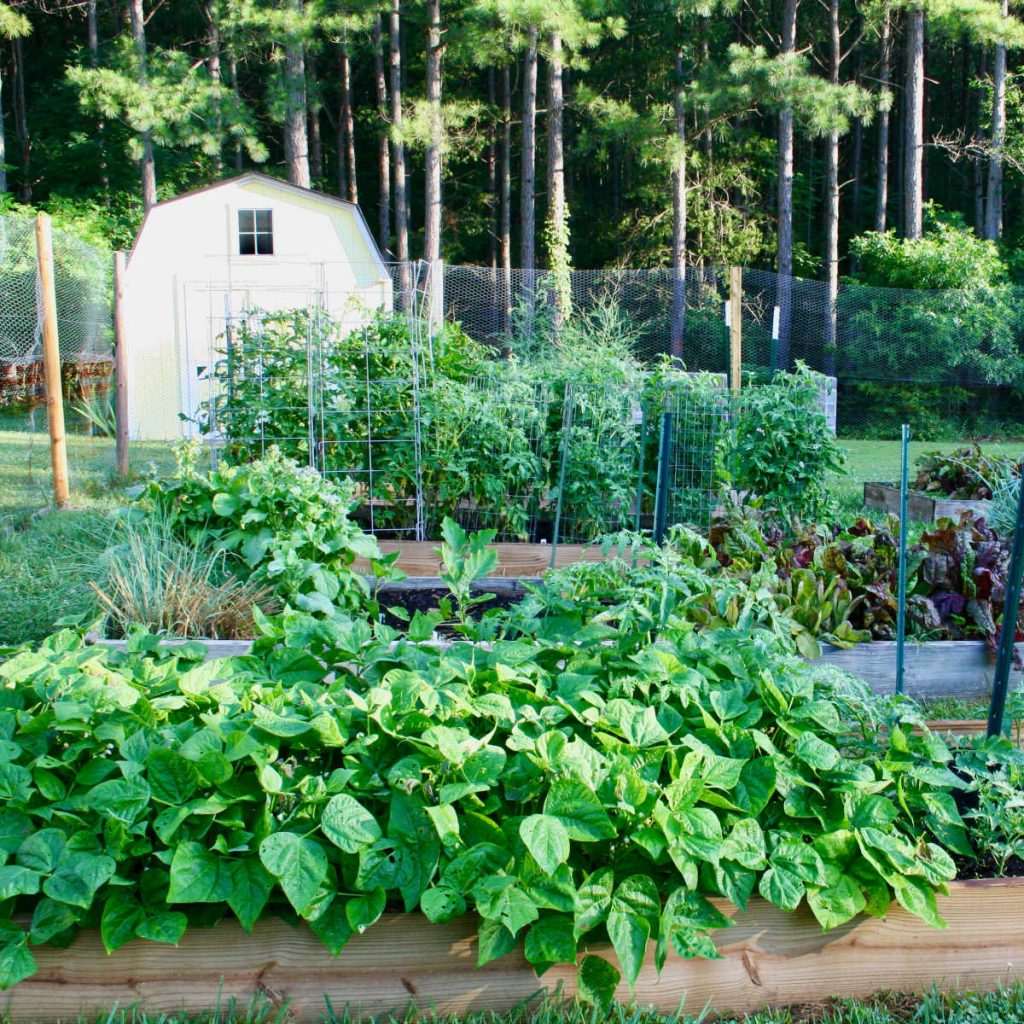 Fast and Simple Vegetable Gardening Suggestions and Tips Anybody Can Do Fast and Simple Vegetable Gardening Suggestions and Tips Anybody Can Do