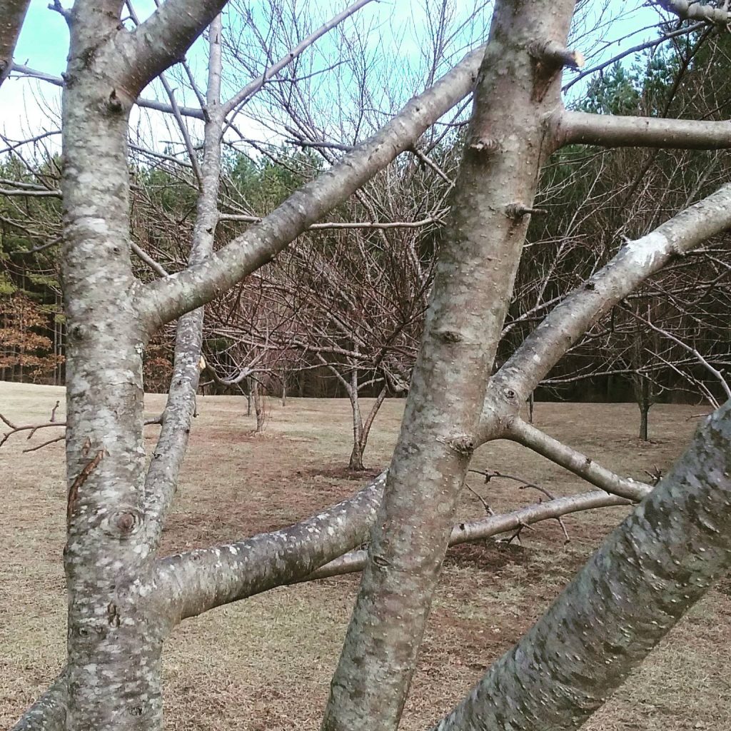 Prune Apple Bushes