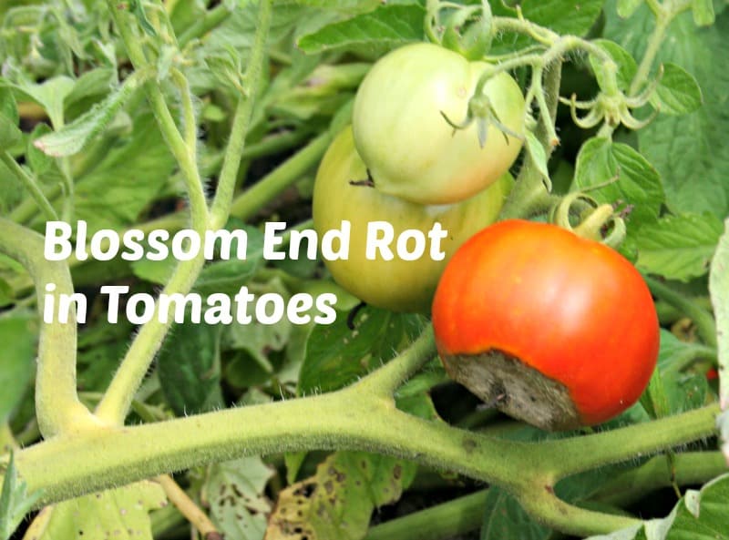 Forestall and Deal with Blossom Finish Rot in Tomatoes